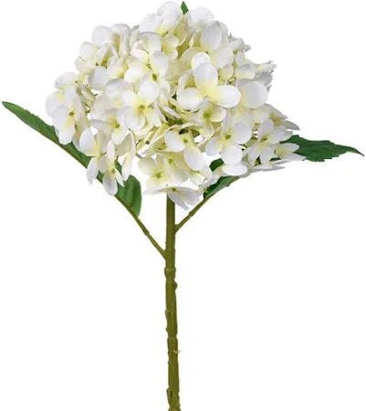 Hydrangea 5 Cream