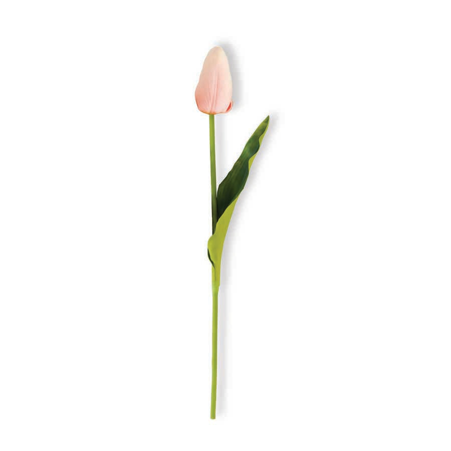 Pink Mini Tulip