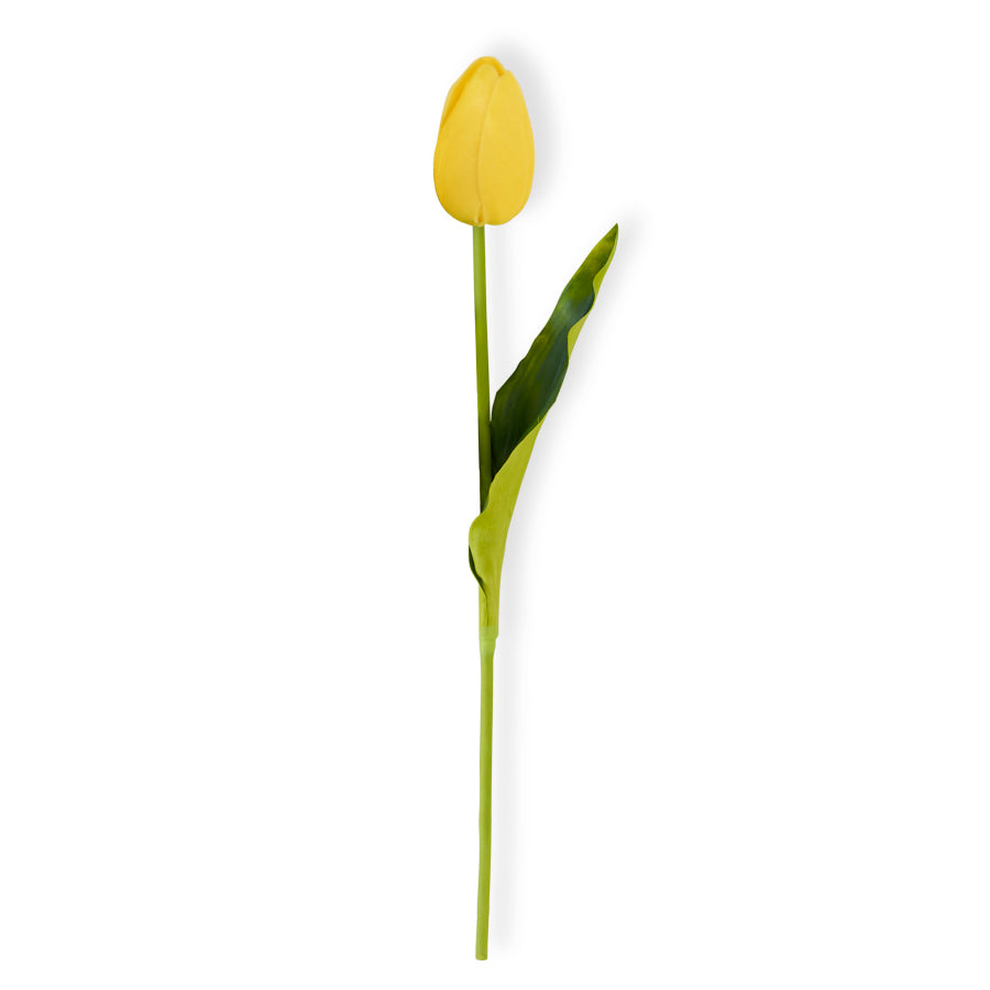 Yellow Mini Tulip