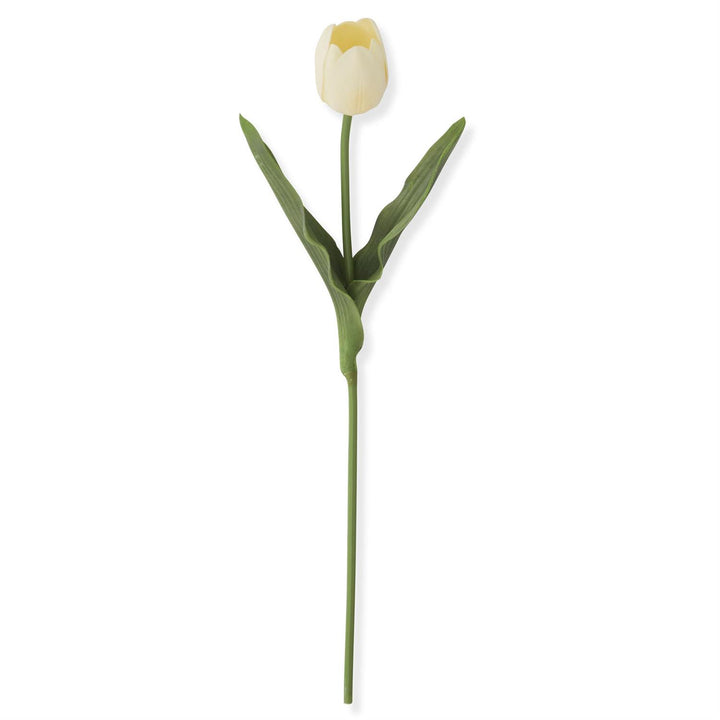 Light Peach Long Tulip Stem
