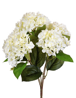 Hydrangea White Spray
