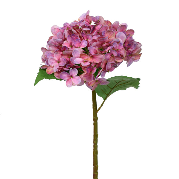 Large Hydrangea Stem