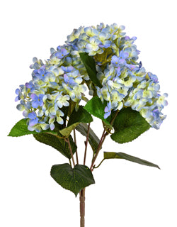 Hydrangea Bush