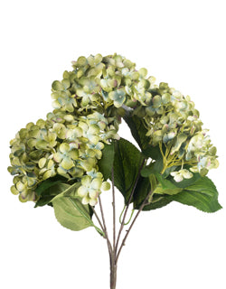 Hydrangea Bush