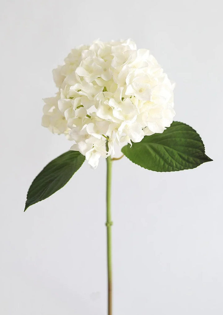 Hydrangea Stem