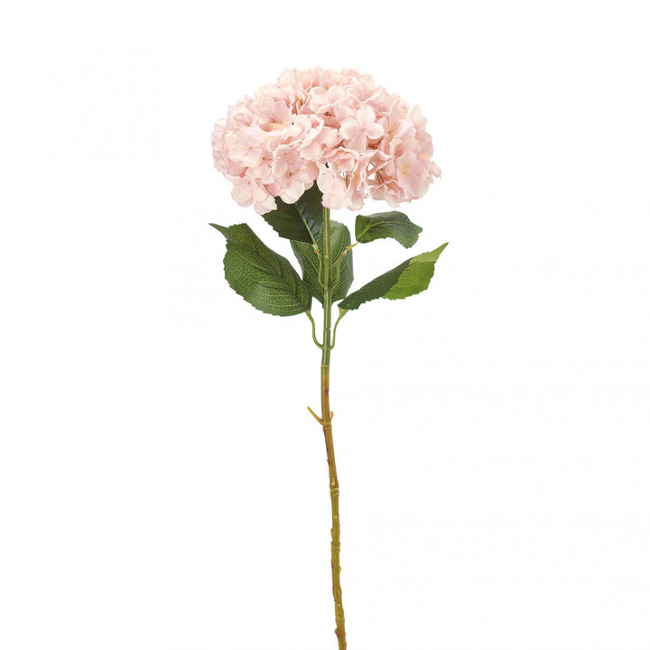 Hydrangea Stem